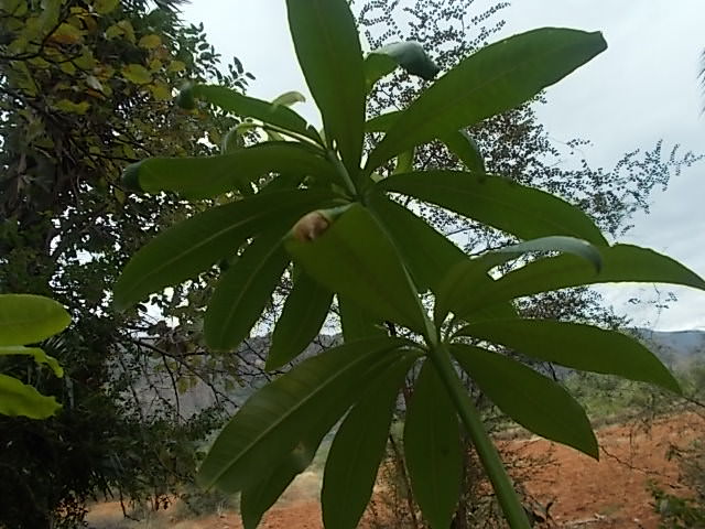 kanaiyerumai virutsam 4_mini