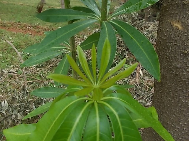 kanaiyerumai virutsam 7_mini